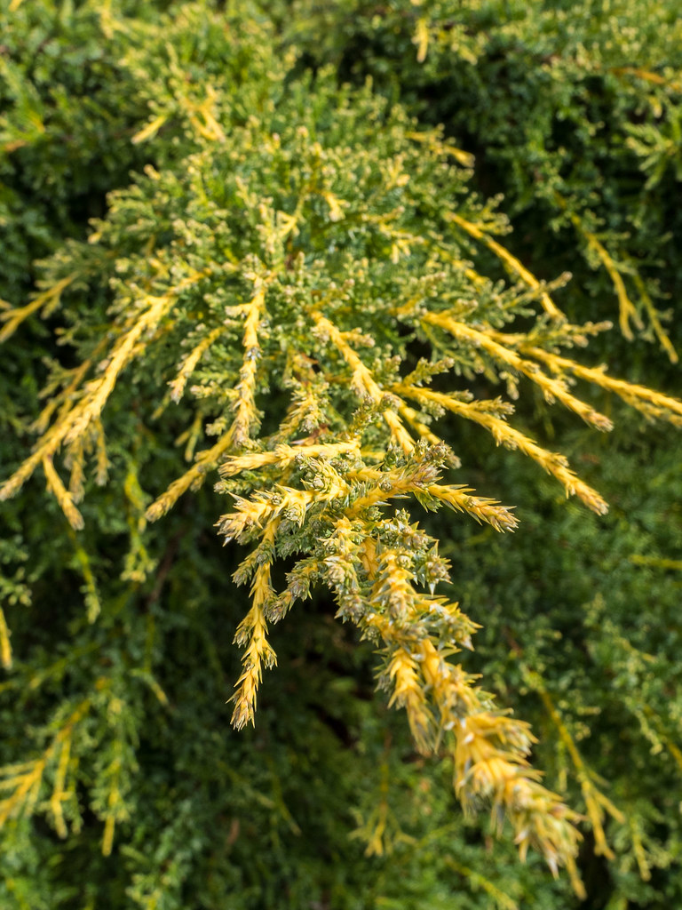 dense, green, scaly leaves along golden-yellow stem
