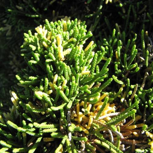 dense, lush, small, green-yellow foliage
