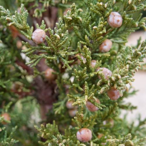 green, leaves, and small, rounded, coral-white berries and brown stem, branches