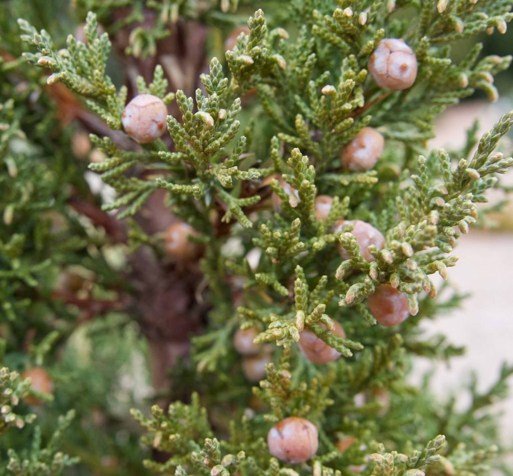 green, leaves, and small, rounded, coral-white berries and brown stem, branches