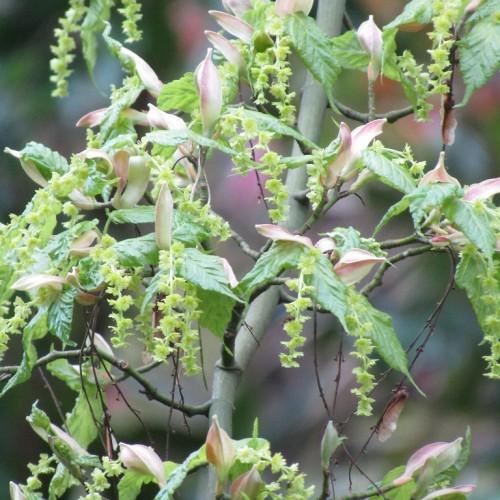 Thin gray stem consisting full of thin green leaves and light-green blooms.