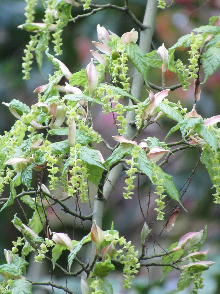 Thin gray stem consisting full of thin green leaves and light-green blooms. 