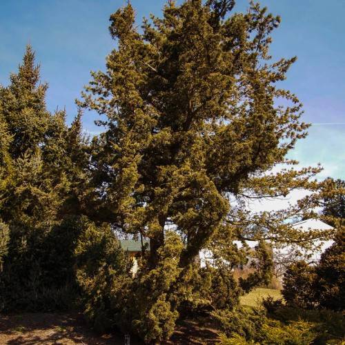 dense, upright, columnar shape tree, with army-green leaves