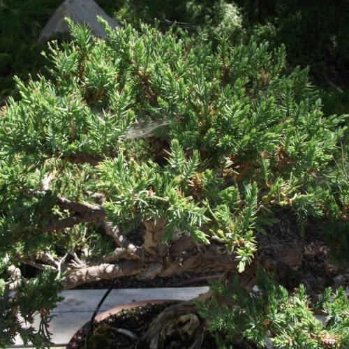 green foliage with light-brown branches