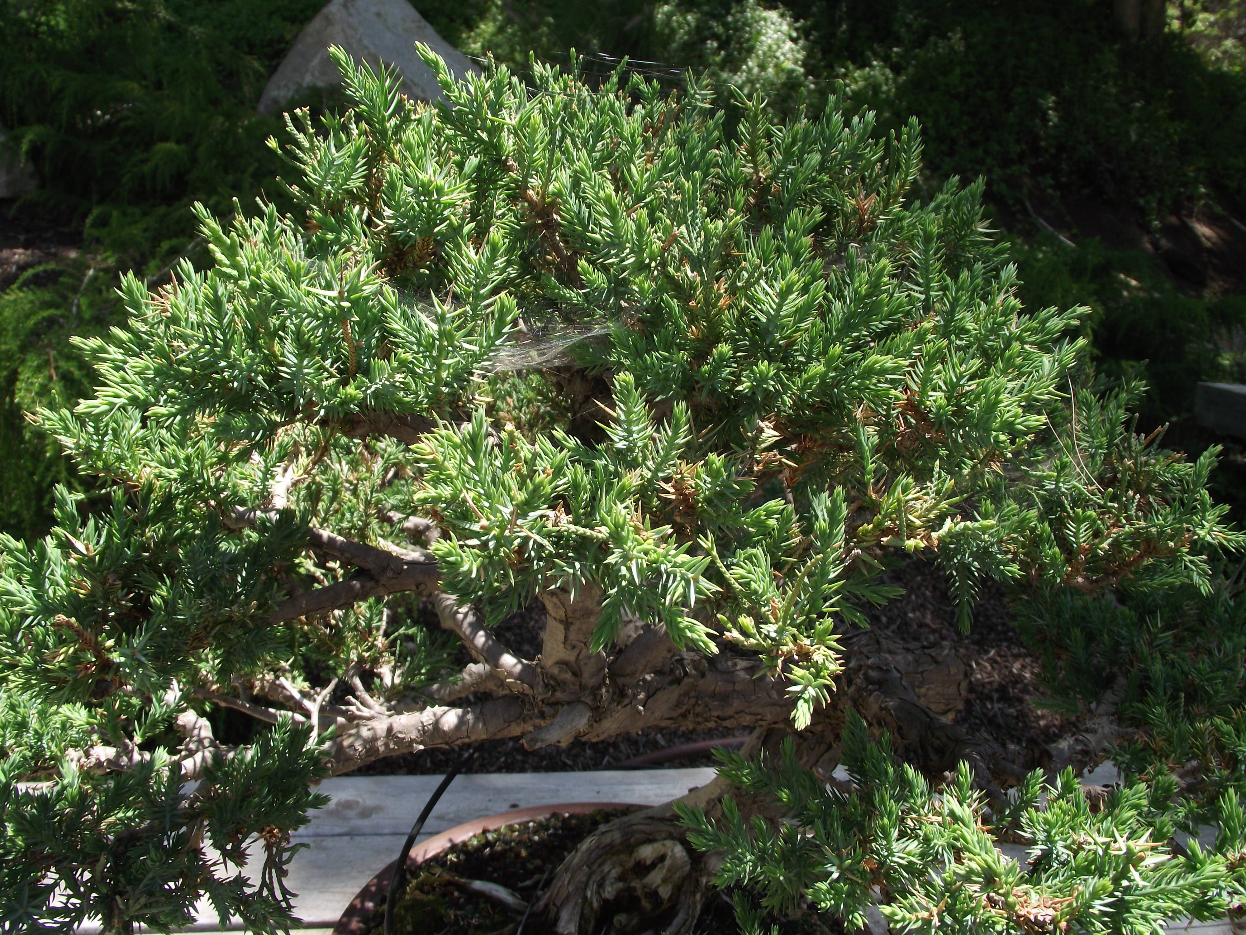green foliage with light-brown branches