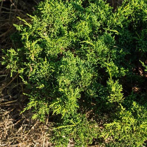 green shrub  with green, small, dense leaves