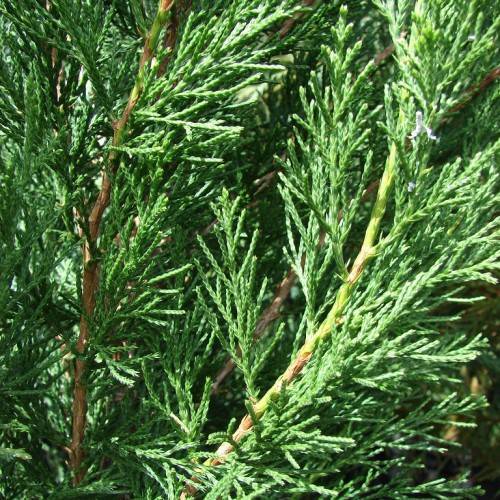 green-colored, scaly, dense leaves with green and brown stems