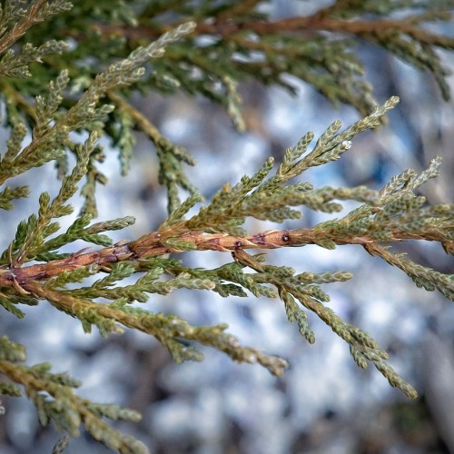 Green-white leaves with brown stems.