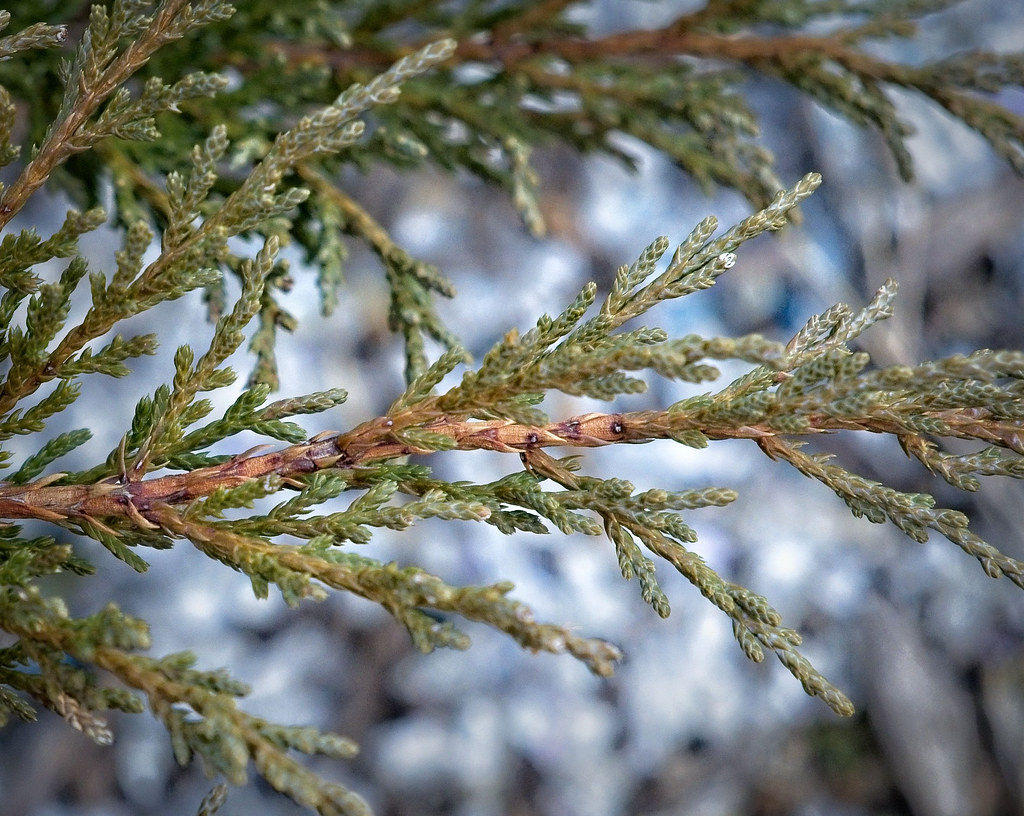 reddish-brown stems with gray-green, scaled leaves