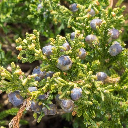 green, scaly, dense leaves with blue-navy drupes