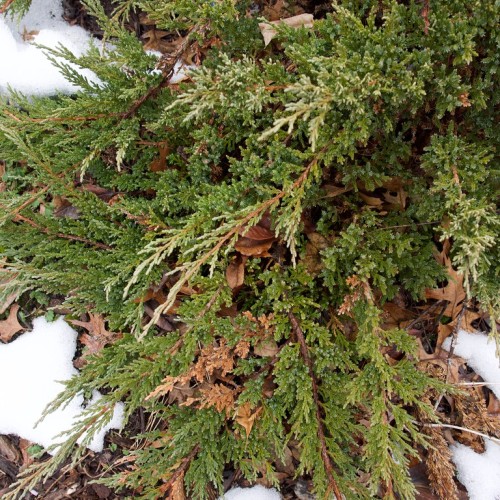 Green leaves with brown stems.
