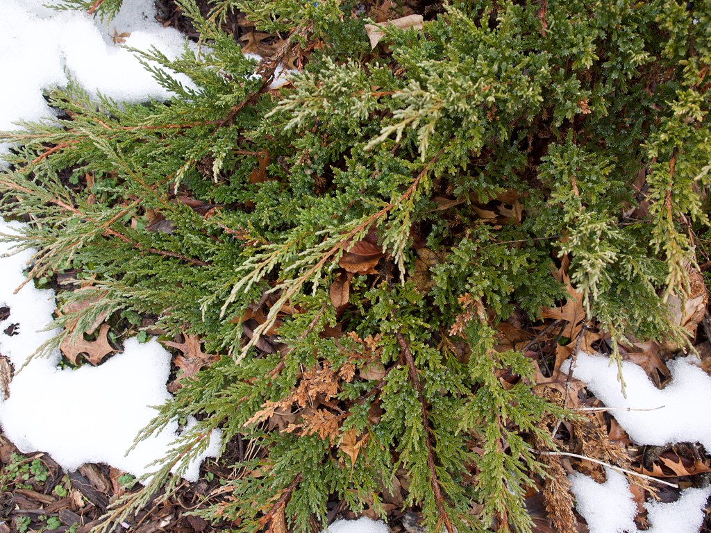 scaly, small green leaves with brown stems