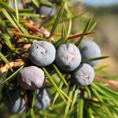 Violet fruit with lime-yellow leaves and light-brown stems.