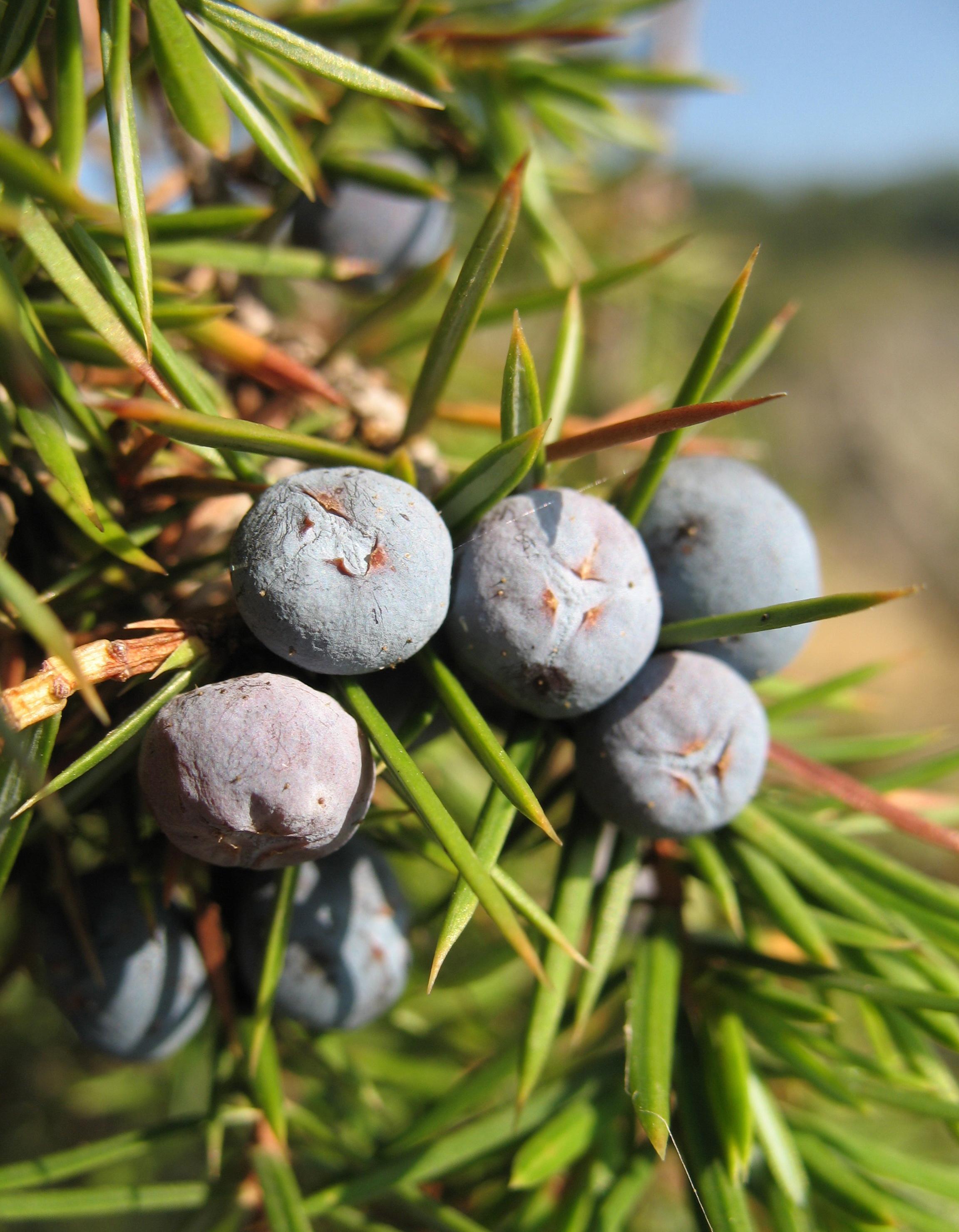 Violet fruit with lime-yellow leaves and light-brown stems.