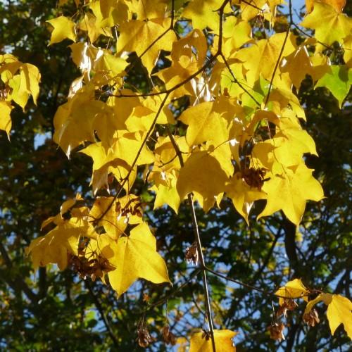Thin brown stems, full of maple-shaped yellow leaves.