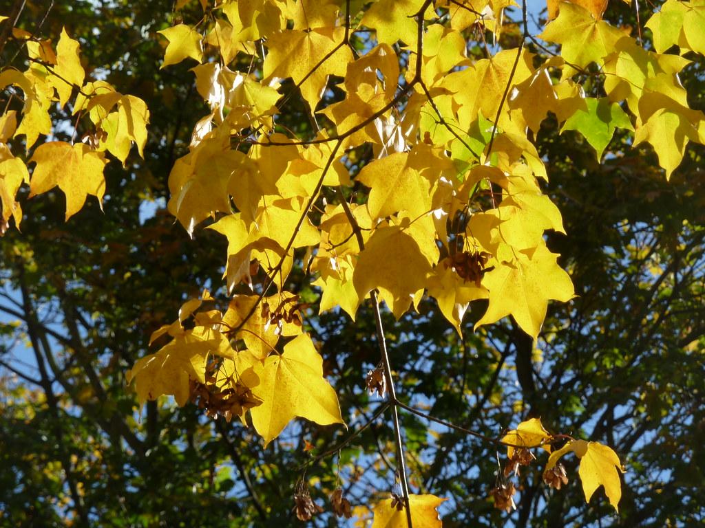 Thin brown stems, full of maple-shaped yellow leaves.