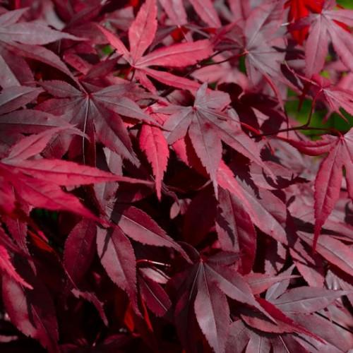 Dark red-burgundy leaves on red stems.