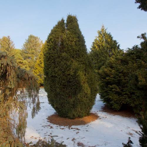 upright, conical shape trees with green leaves, growing on snowy land