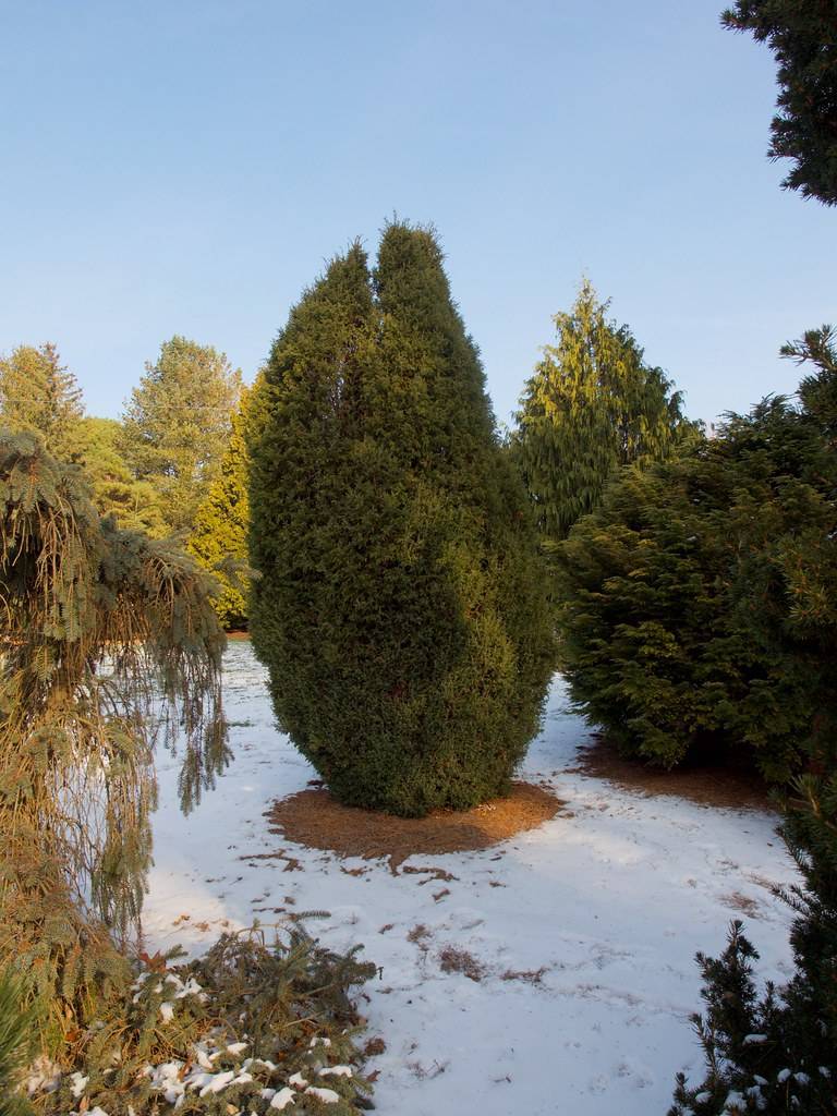 upright, conical shape trees with green leaves, growing on snowy land