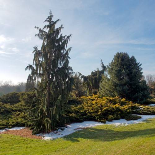 conical, dark green leaves with straight brown trunk standing in the garden