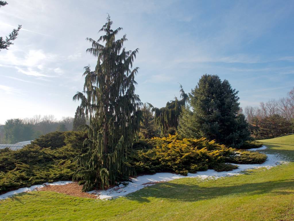 conical, dark green leaves with straight brown trunk standing in the garden