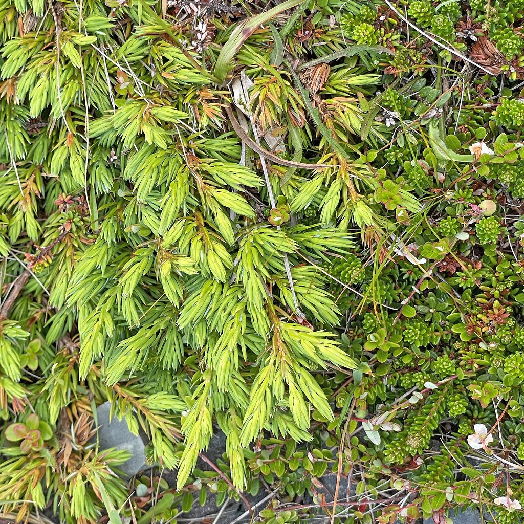 yellow-green, needle-shaped leaves with gray stems