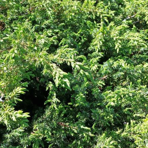dense, brown branches with shiny, green leaves