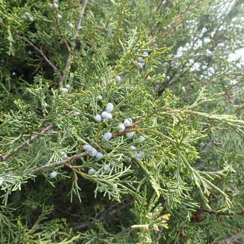 Gray-brown twigs and gray-brown branch, dark green-yellow leaves and light-blue berries.