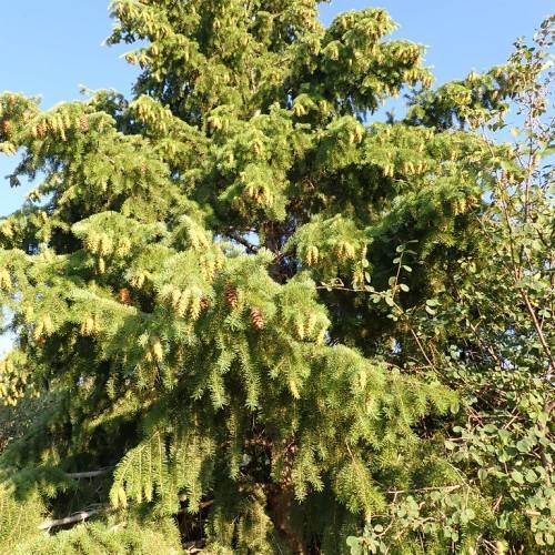 yellow-green needles/leaves, arranged in whorls along the gray-brown branches