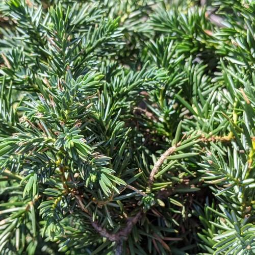 dense, blue-green, needle-like leaves with grayish-brown stems