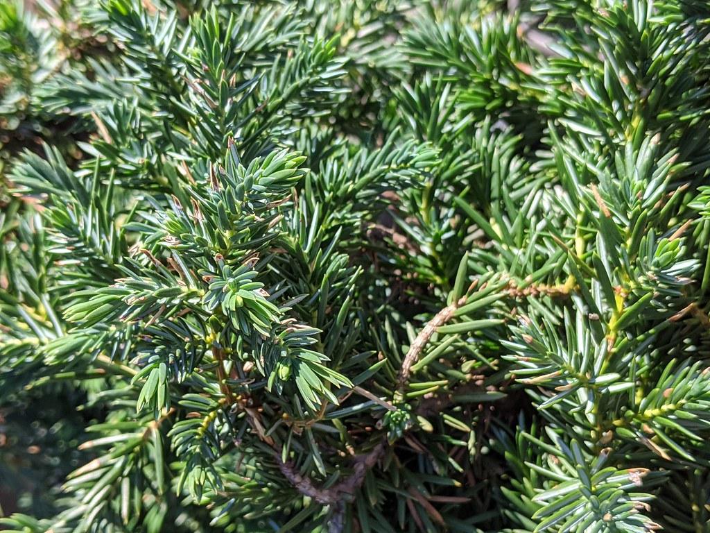 dense, blue-green, needle-like leaves with grayish-brown stems
