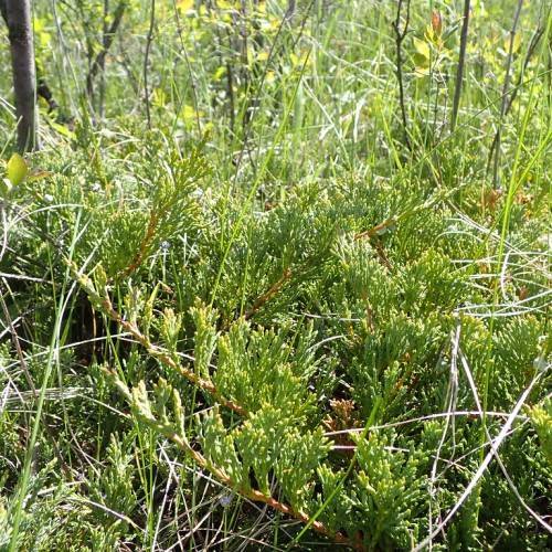 green dwarf shrub with dense, green, needle-like leaves with brown stems