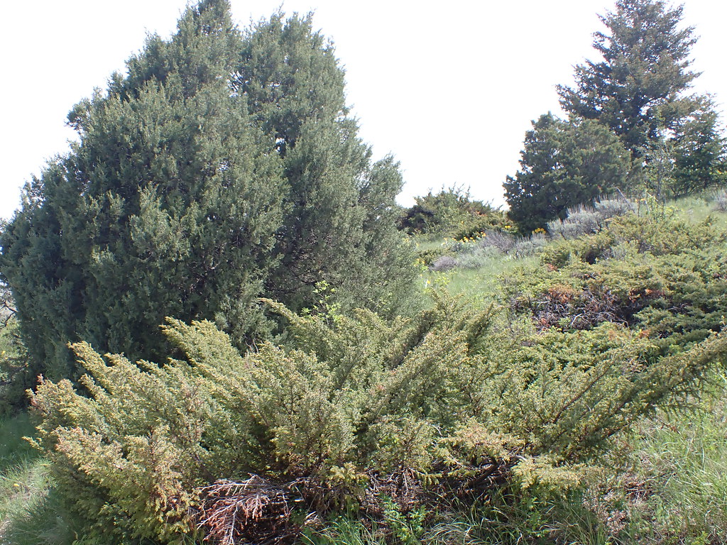 Red-brown branches, filled with green-yellow leaves.