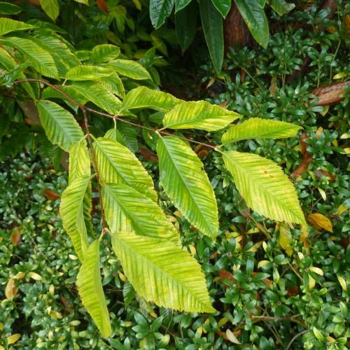 A thin brown stem, full of yellow-green leaves.
