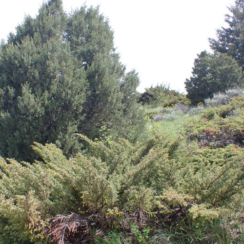 Green leaves with brown stems.