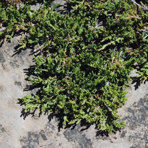 dense, dark-green, needle-like foliage with brown stems spreading on land
