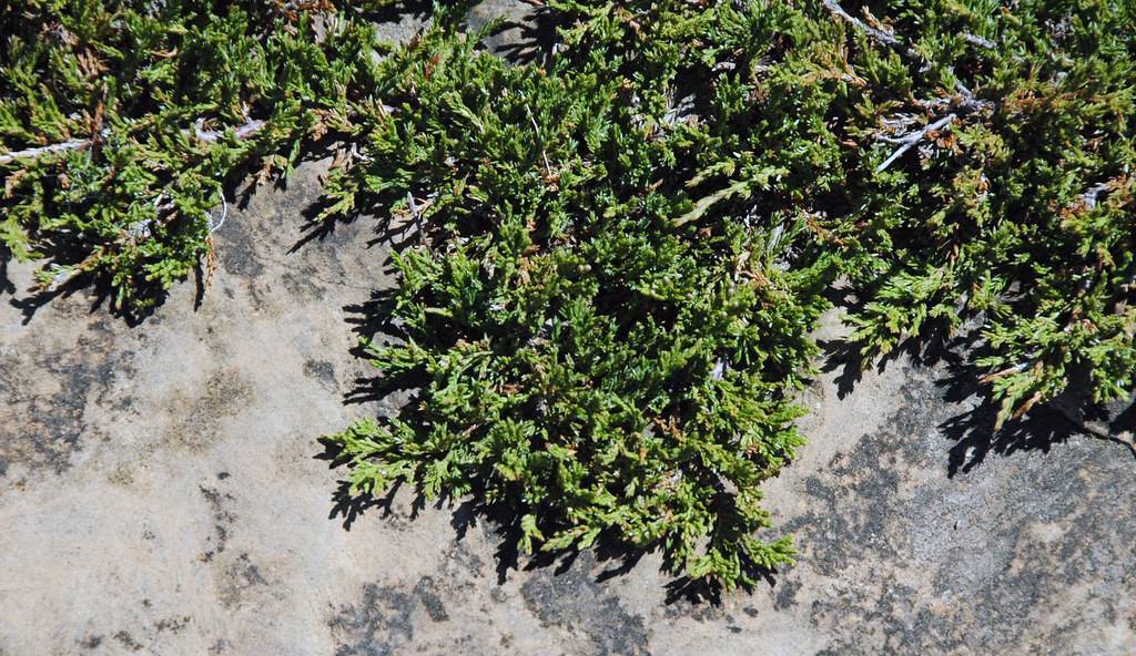 dense, dark-green, needle-like foliage with brown stems spreading on land
