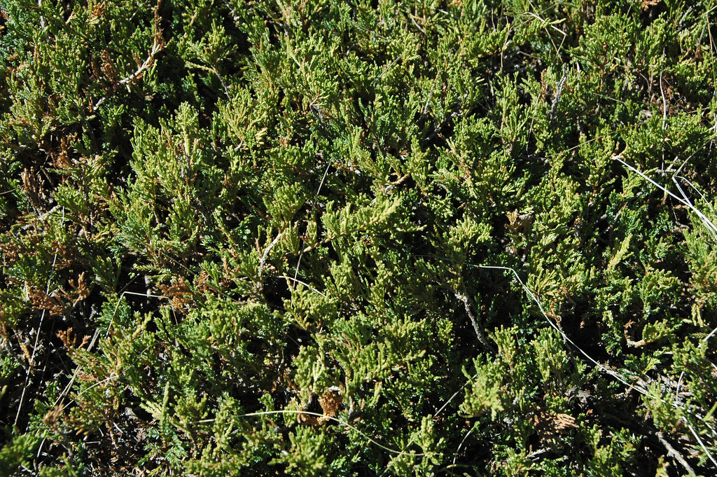 dense, dark-green, needle-like foliage with brown stems
