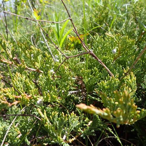 yellow-green, dense, needle-like leaves with gray-green stems
