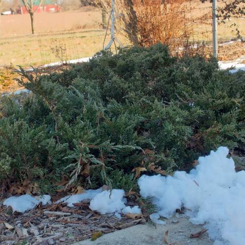 green shrub with scaly, bluish-green leaves and brown stems