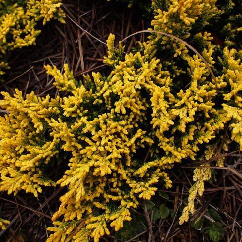 dense, yellow-green, scaly foliage with brown stems
