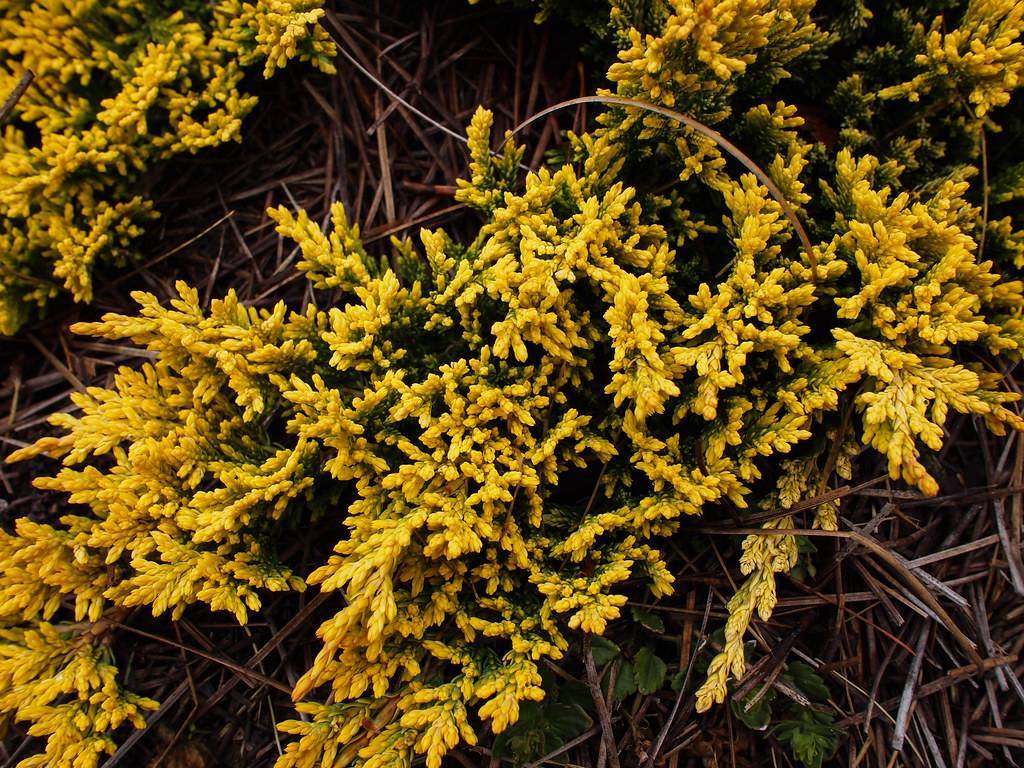 dense, yellow-green, scaly foliage with brown stems 
