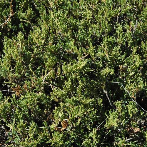 dense, dark-green, needle-like foliage with brown stems
