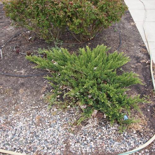 dense, low, spreading, and ground-hugging shape green foliage