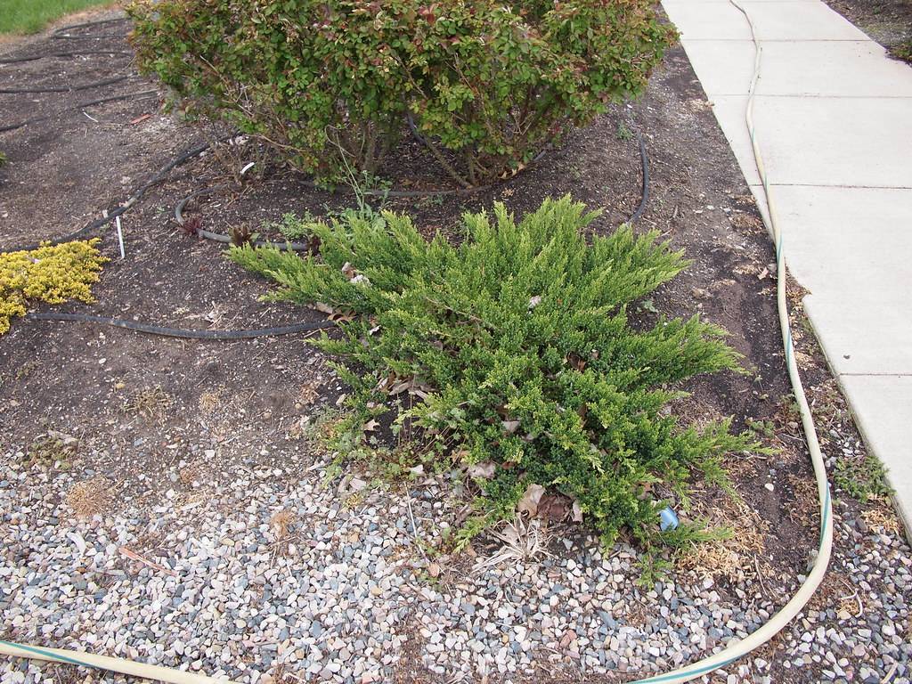 dense, low, spreading, and ground-hugging shape green foliage