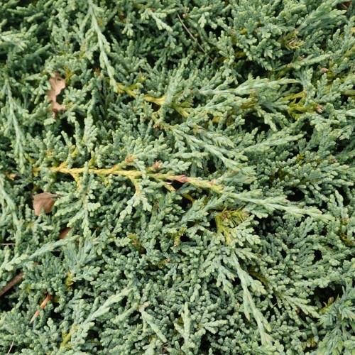 Lime-green leaves with buds and yellow-green  stems.