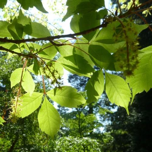 A thin brown stem, full of green leaves, and tiny yellow-green blooms.