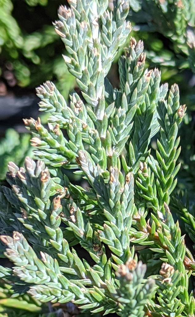 scaly, green smooth small leaves, arranged in whorls of three