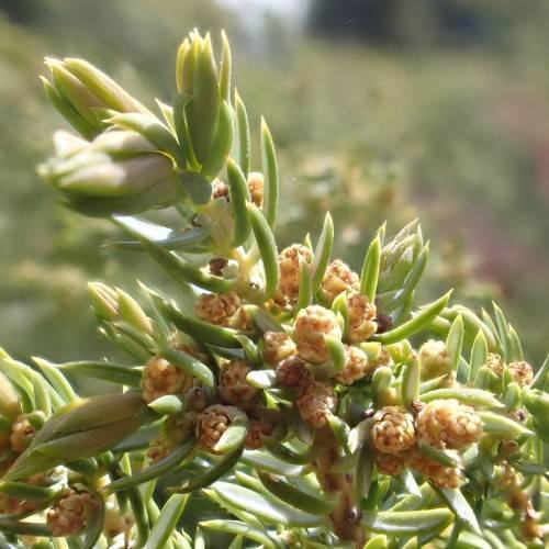 scaly, green leaves, with small brown flowers