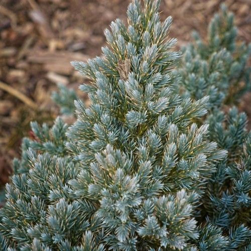 Green-silver leaves.